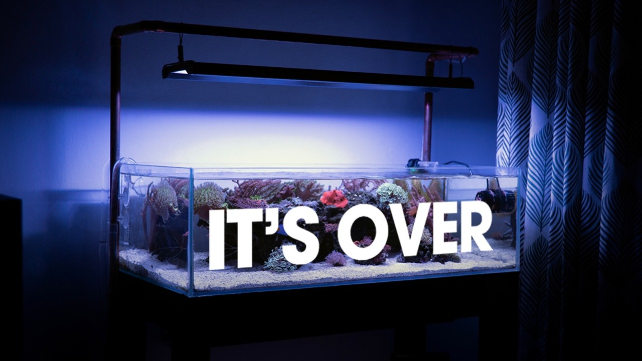 MY FIRST REEF AQUARIUM DAY 365 TO 730