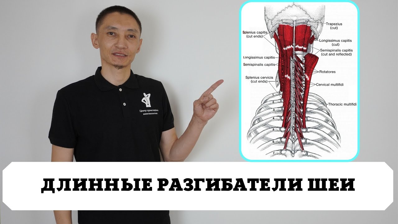 Длинные разгибатели шеи. Лечим шею.