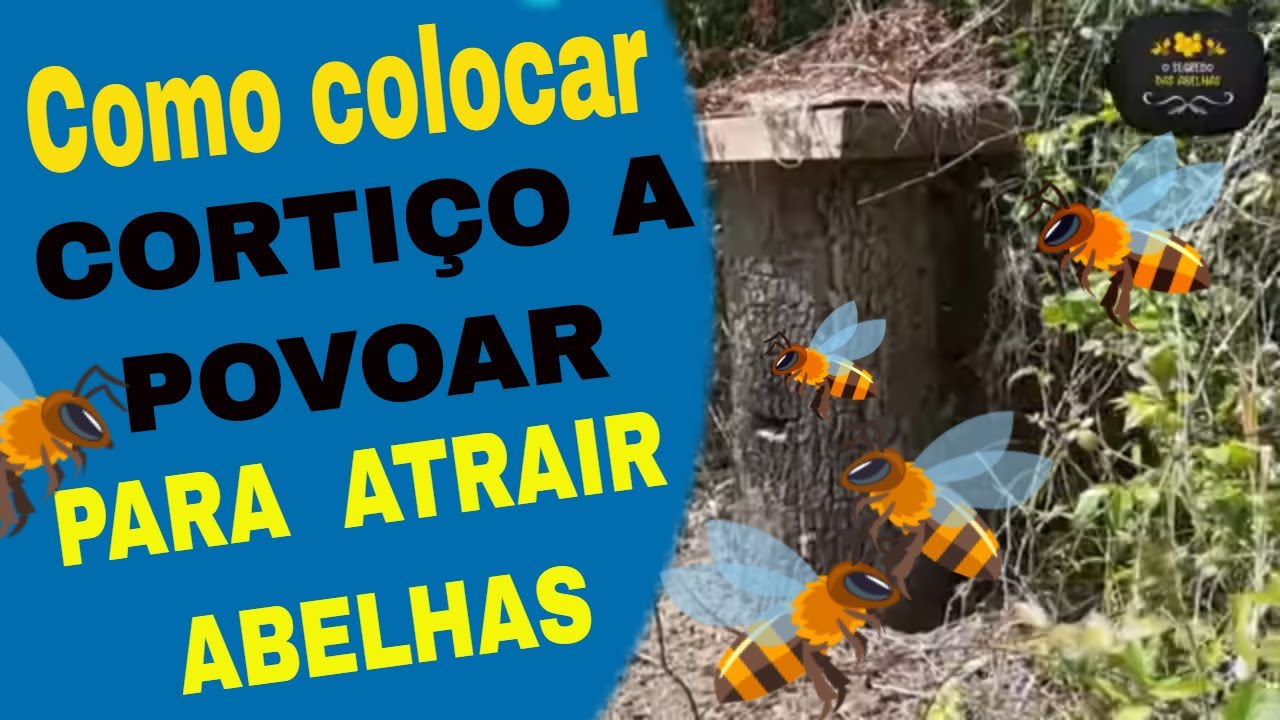 Como colocar cortiço a povoar para atrair enxame abelhas @euclidessantanasantana