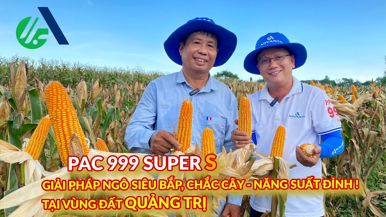 PAC 999 Super S: GIẢI PHÁP NGÔ SIÊU BẮP, CHẮC CÂY - NĂNG SUẤT ĐỈNH! ☀️