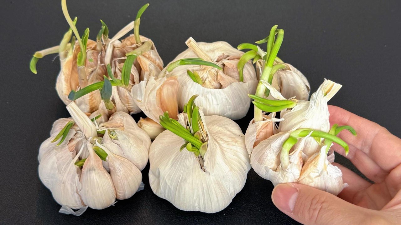 發芽大蒜別丟！原來用處這麼大，簡單幾步變廢為寶，看完再也捨不得扔掉！Amazing Uses for Sprouted Garlic—No More Waste❗發芽大蒜的妙用，不再浪費！#tips