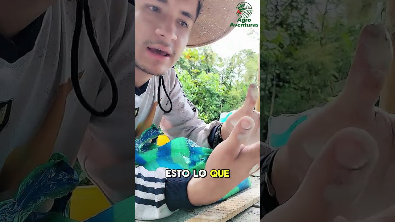 ¿Cómo acabar con las arrieras? 🐜 🌳 #parati #arrieras #hormigas #fyp #Campo 