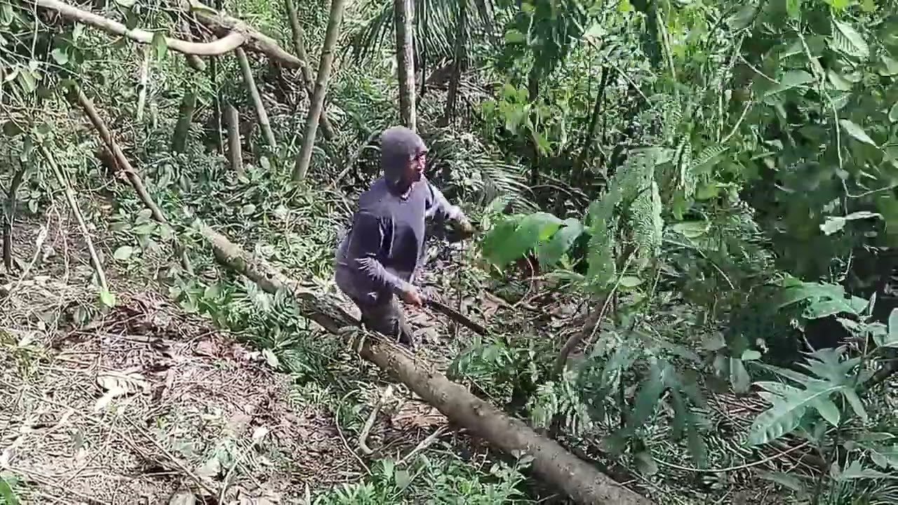 Tree Poaching A Big Buisness In The Philippines