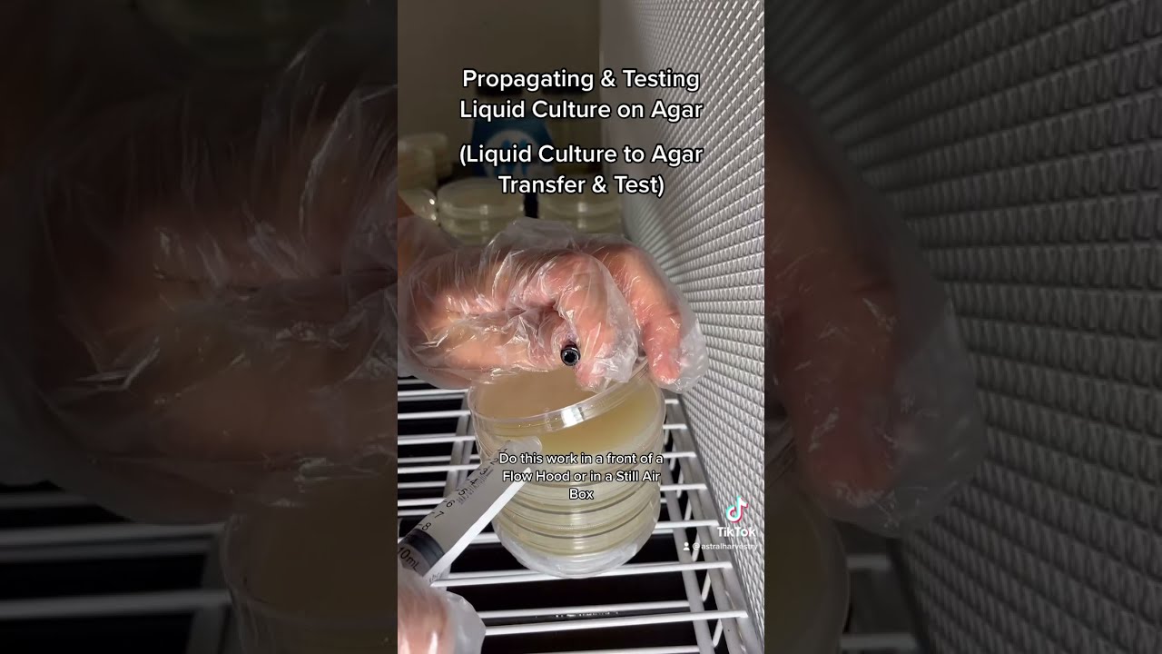 Propagating and Testing Liquid Culture on Agar (LC to Agar Transfer & Test)