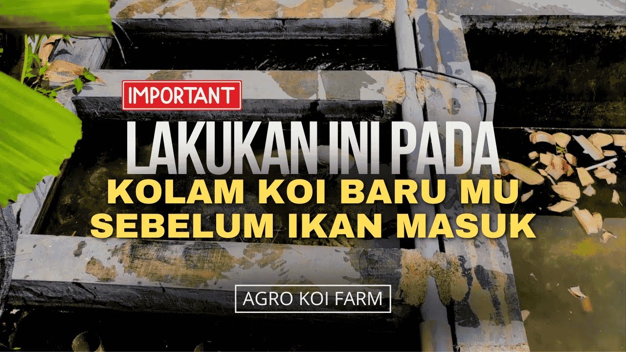 CARA PENANGANAN KOLAM KOI BARU JADI