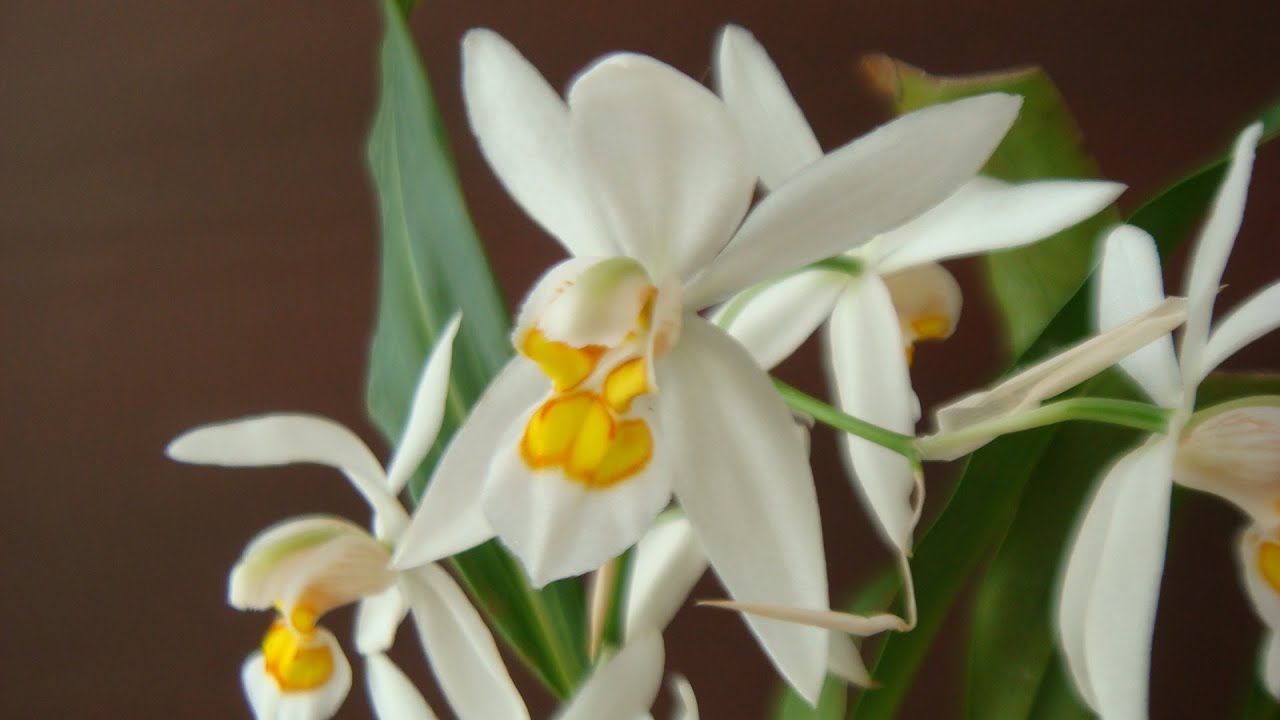 Coelogyne cristata e Coelogyne nitida, la loro fioritura annuncia che la primavera &egrave; vicina