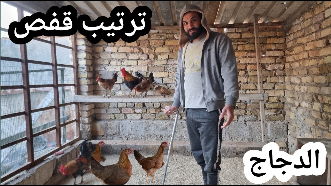 ترتيب قفص الدجاج 🐓