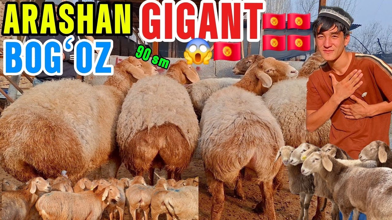 DOPPILI BOLA QAYTDI GIGANT NAQT BOGʻOZ ARASHANLAR ARZON QOYVORDI🇰🇬😱