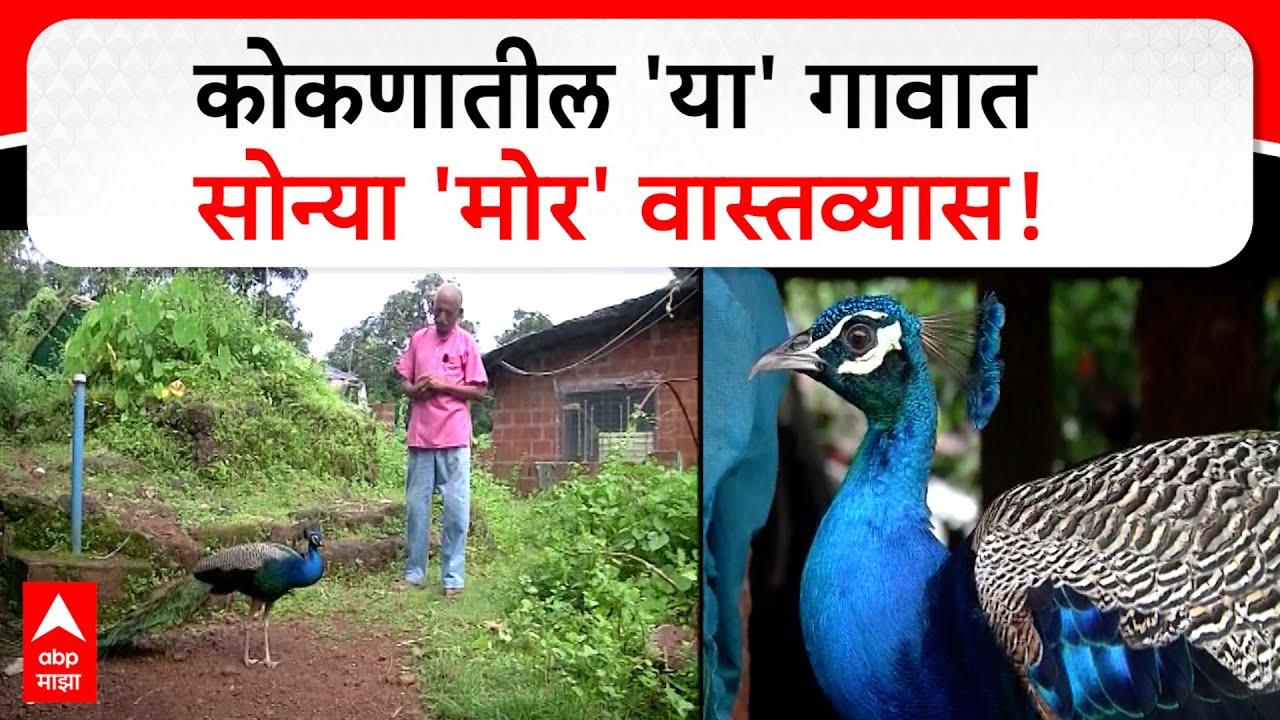 Ratnagiri Peacock : कोकणातील 'या' गावात मागील साडेतीन वर्षांपासून घराघरात फिरतोय 'मोर'
