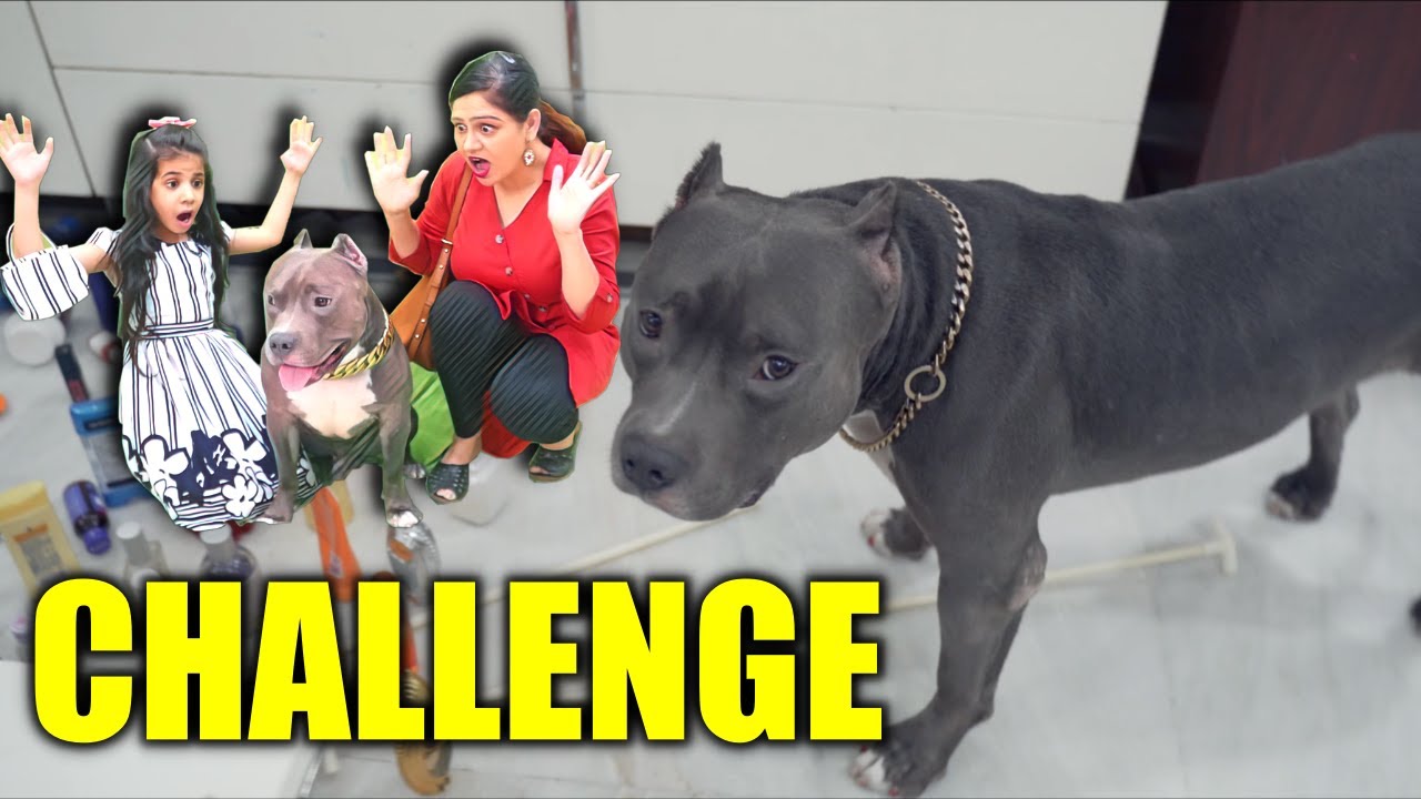 Guneet vs Brody Challenge | Funny Dog videos | Harpreet SDC