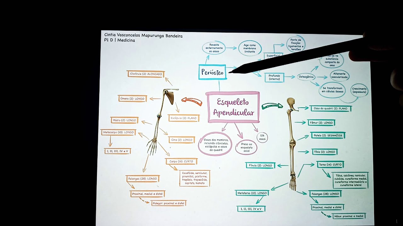 Mapa Mental - Esqueleto Apendicular e peri&oacute;steo