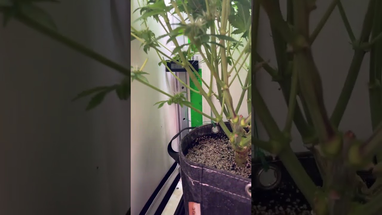 Vivosun VGROW - Platinum Seeds Kush Mintz - Week 3 Flower Look Around Inside