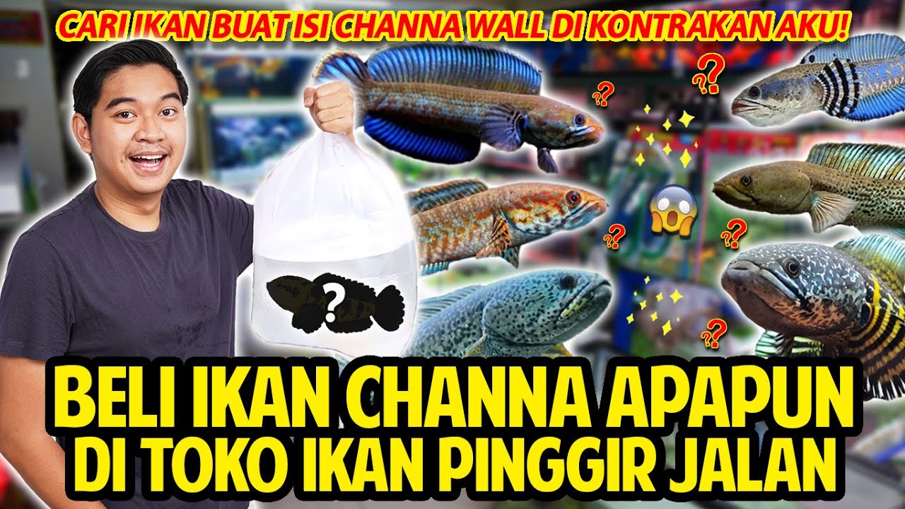 BELI IKAN CHANNA APAPUN YANG AKU MAU DI TOKO IKAN PINGGIR JALAN! KITA PENUHIN CHANNA WALL DI KOSAN!