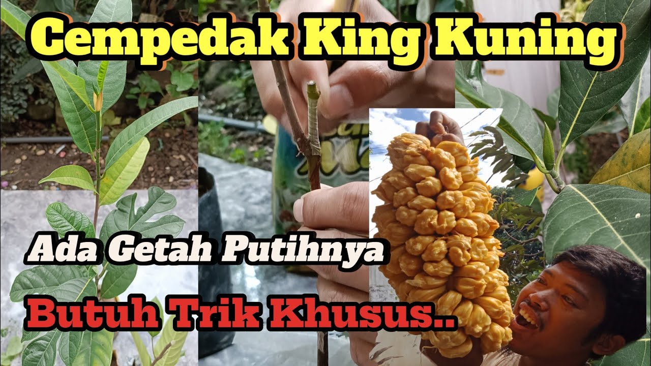 Cara Grafting Sambung Pucuk Cempedak King Kuning Ala LadinEcofarm