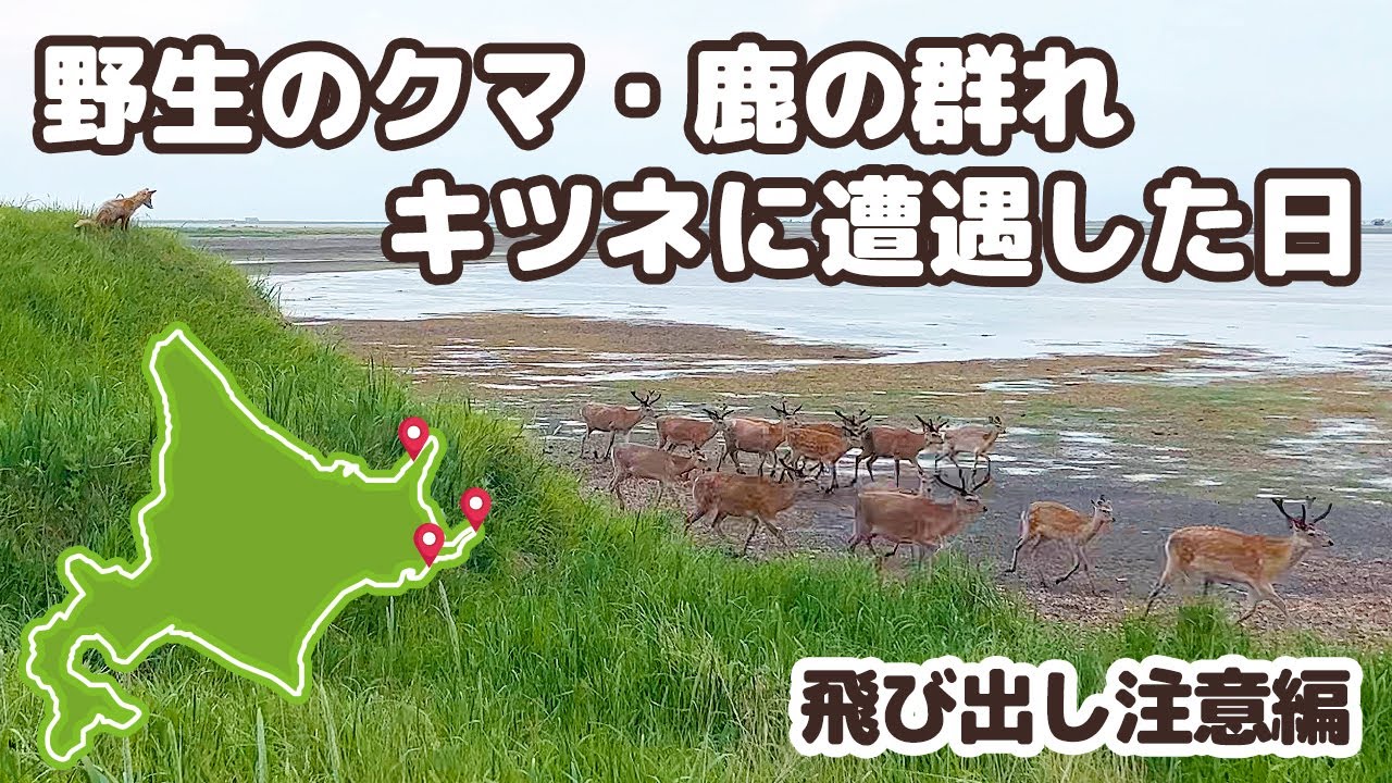 知床で野生のクマと遭遇！～この世の果て？野付半島で鹿の群れと戯れるキツネを観察【犬連れ夫婦の北海道一周車中泊旅 #07】