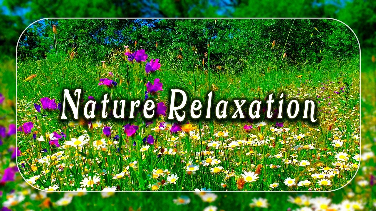 Relaxing Nature Ambience Meditation 🌼GOOD MORNING SPRING🌼Healing Nature Sounds in a Flowery Meadow#2