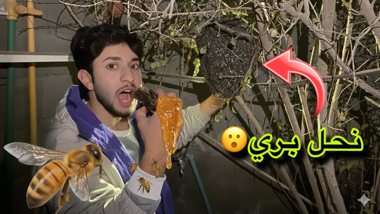 شاب مجنون😮اكلت عسل من النحل البري مستحيل😳