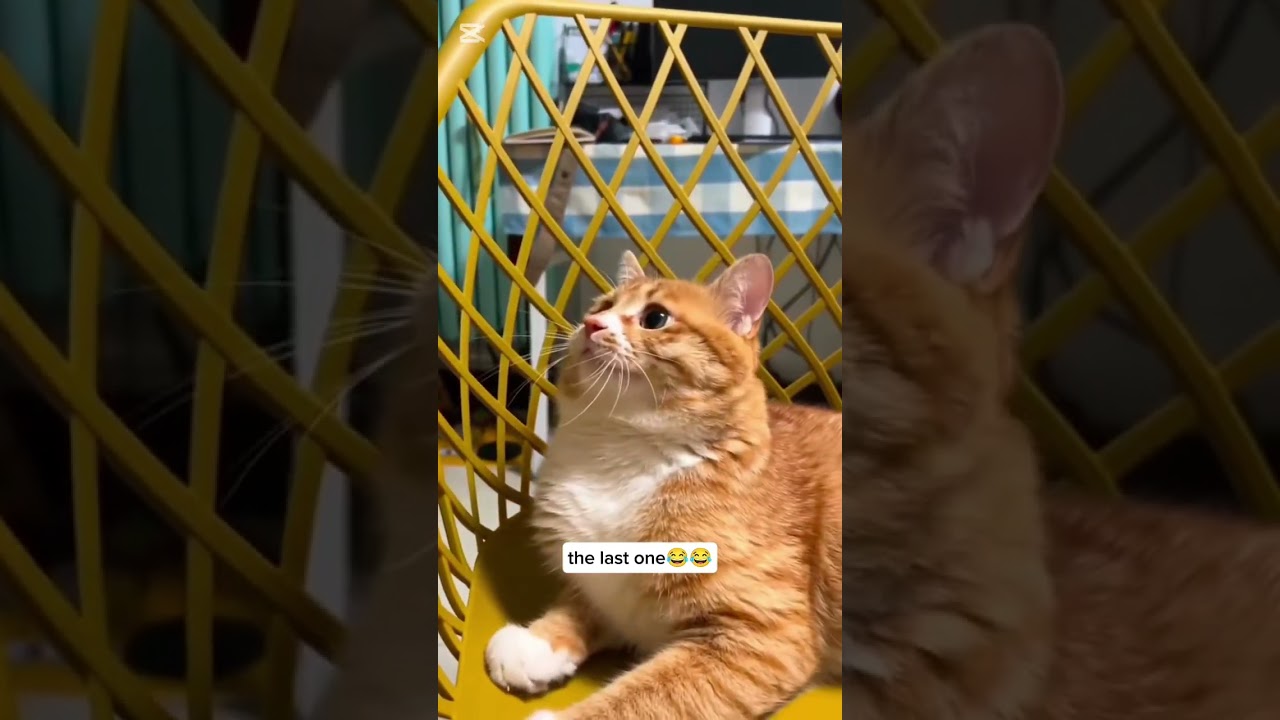 #funny #meowsome #cat #meowmemes #pets #meaow #memes #mememeow #animals #meowmoew