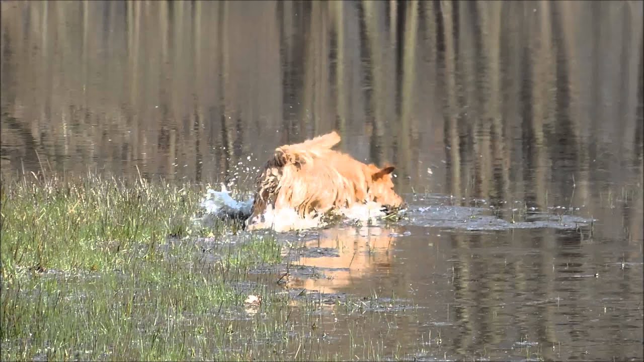 Toby the norfolk terrier - water love