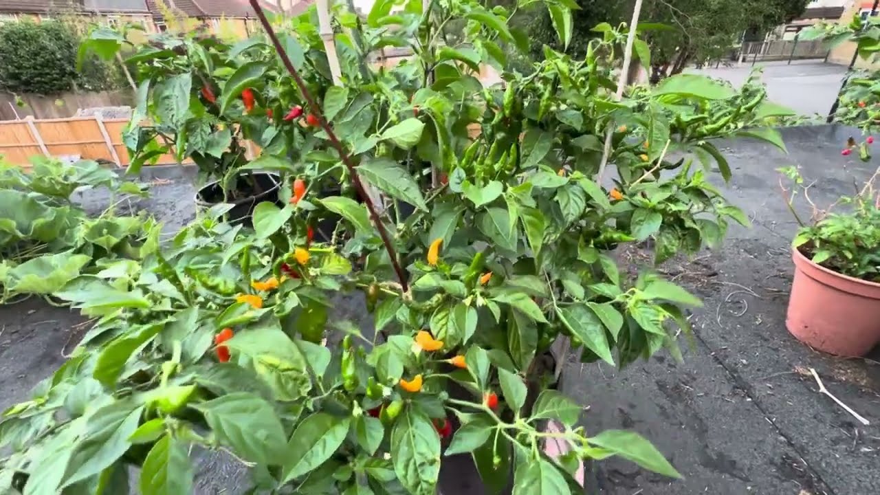 My Naga chili plant produces more than three hundred Nagas নাগা মরিচেরগাছে তিনশের চেয়েবেশি নাগাধরছে