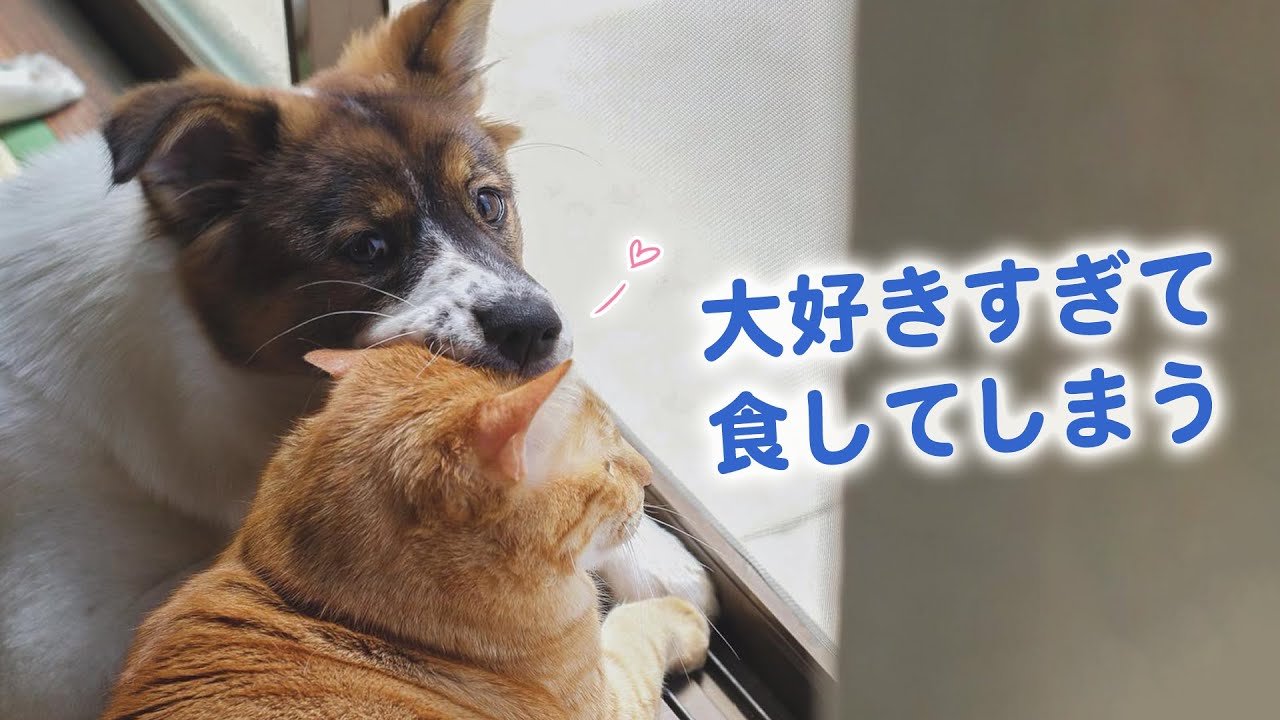 ニャンコへの愛情表現が独特すぎるワンコ｜PECO