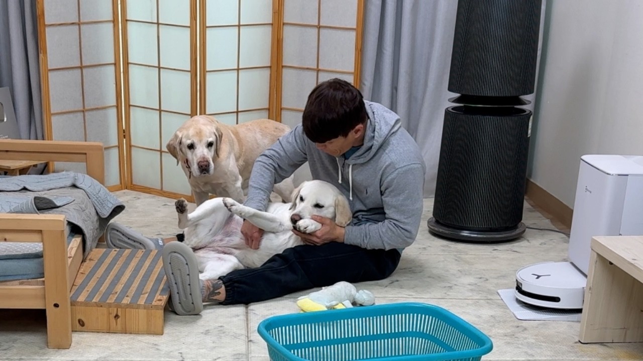 리트리버가 하는 짓이 사람 같아서 강아지 탈 지퍼를 찾아봤더니 | 천재견 테스트