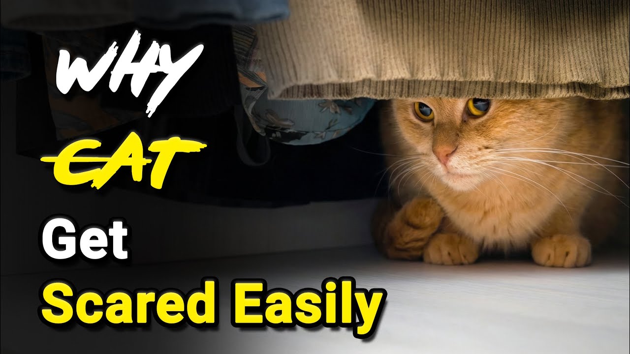 Why Cats Get Scared Easily 😿🔊