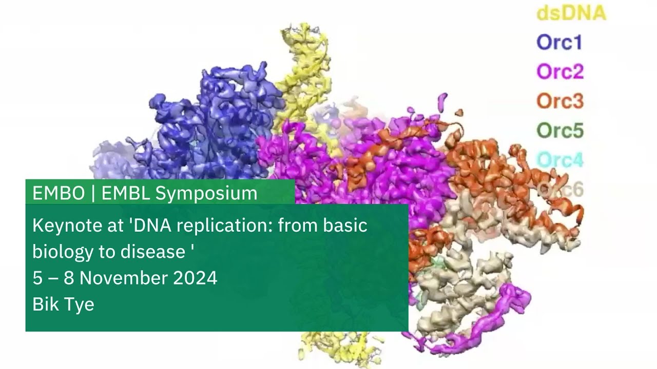 Four decades of eukaryotic DNA replication:from yeast genetics to cryoEM structures of the replisome