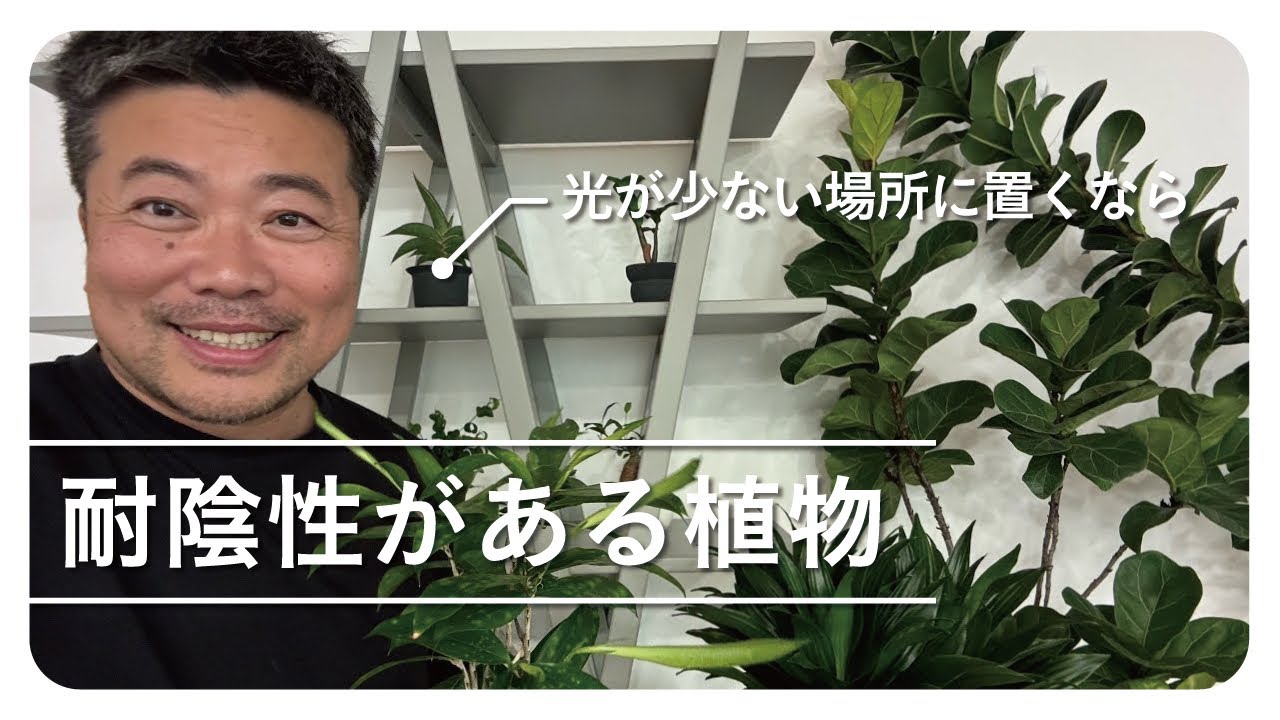 光が少なくても大丈夫⁉️耐陰性のある植物を解説