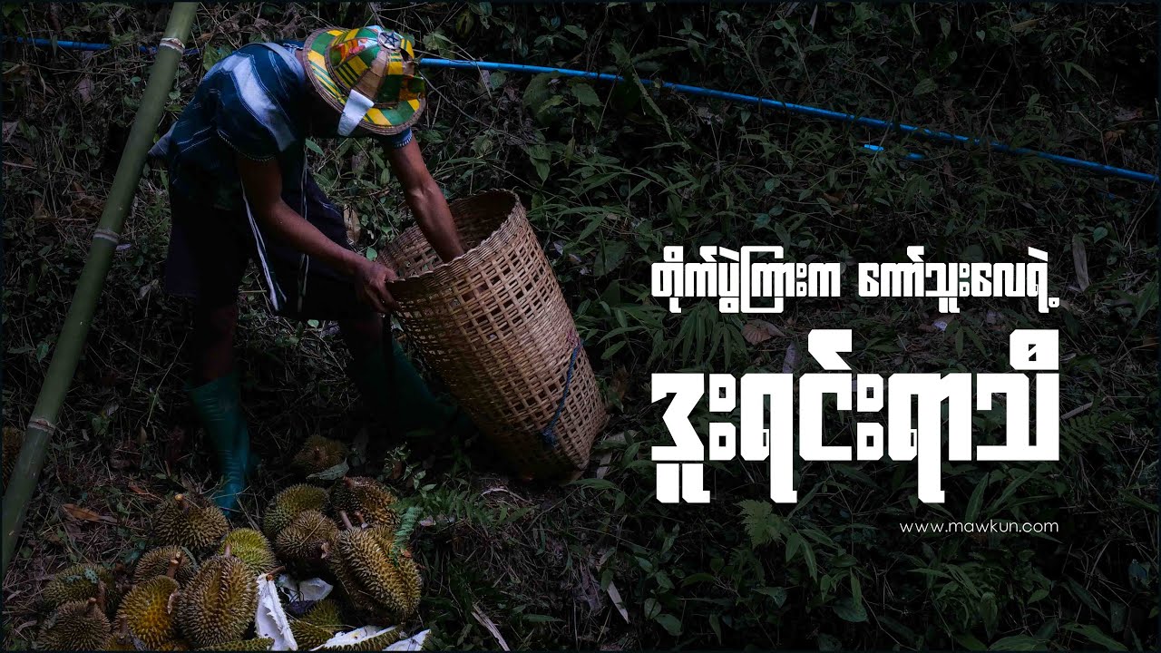 တိုက်ပွဲကြားက ကော်သူးလေရဲ့ ဒူးရင်းရာသီ | MAWKUN