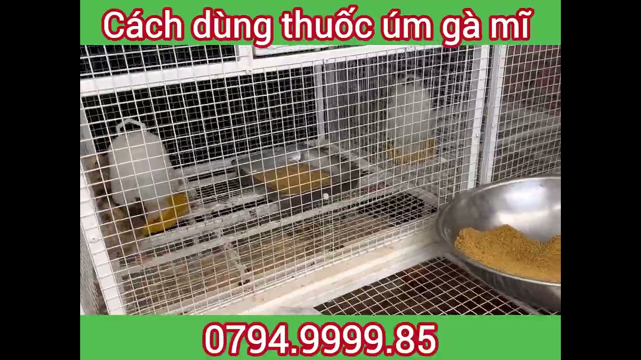 Cách nuôi gà mĩ mau lớn đt:0794.9999.85