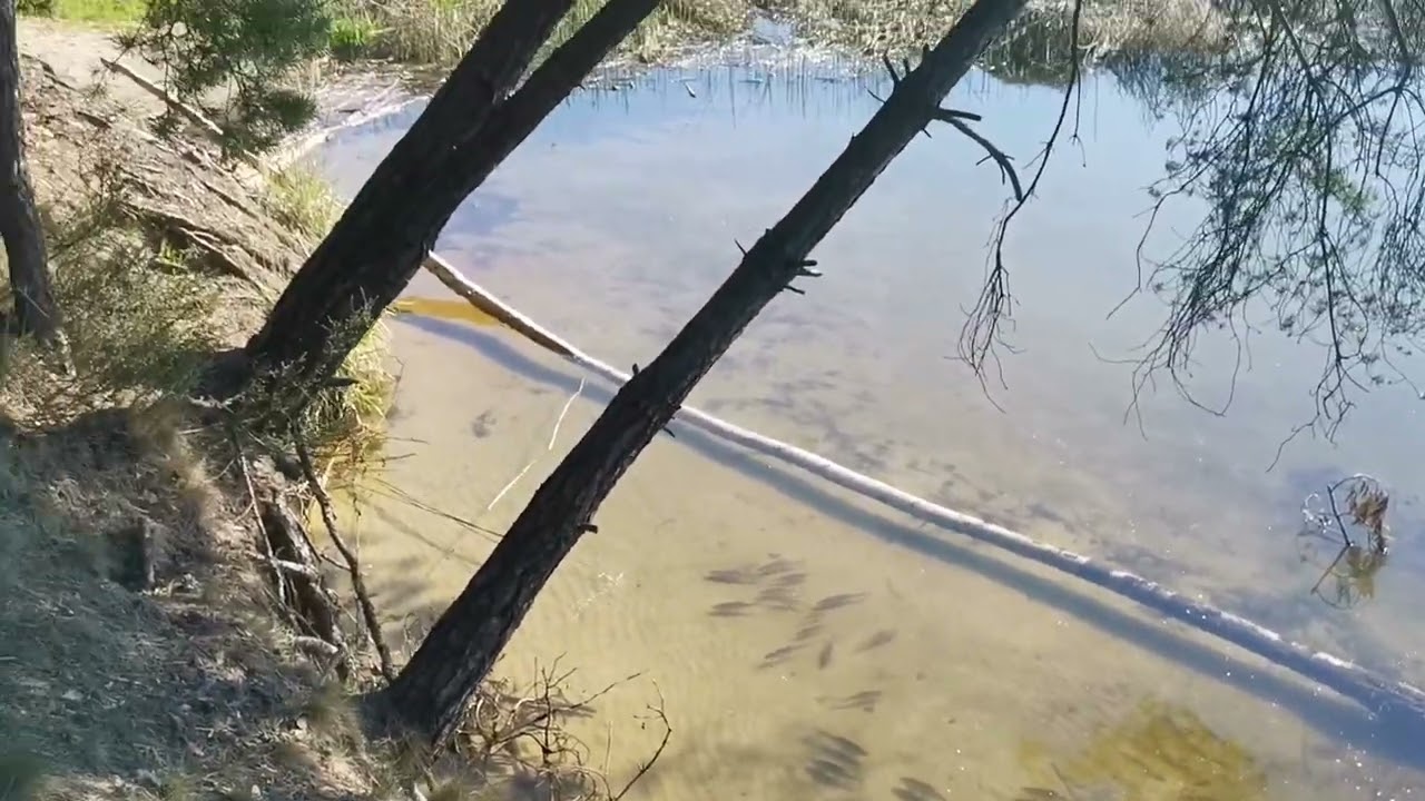 Tarło Płoci. Popatrzymy po cichutku.