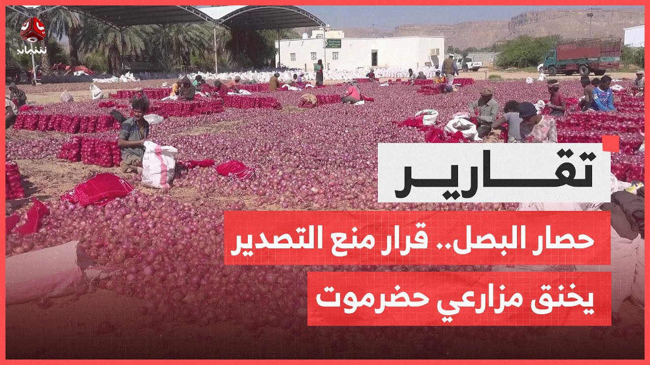 حصار البصل.. قرار منع التصدير يخنق مزارعي حضرموت