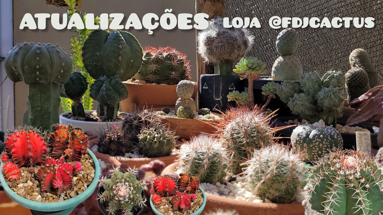 Atualização cactos @FDJ Cactus . . . Venha conferir novidades para vocês.