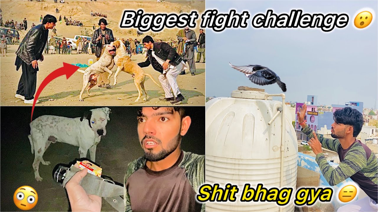 Dog Fight k liye Bully dog pakdne gye 😳 || Pakistani bully Vs Cane corso 😮