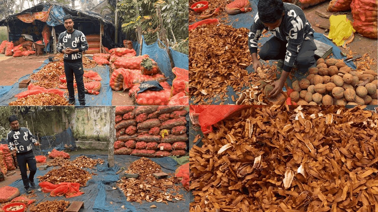 African Mahogany Seeds For Sale | Benefits of Mahogany Seeds | African Mahogany Farm in India |