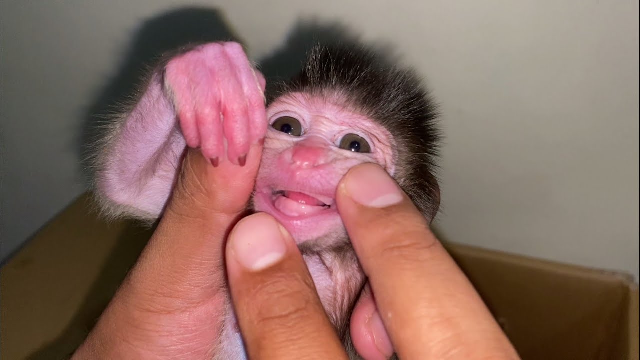NEWBORN BABY MONKEY VERY SM4LL