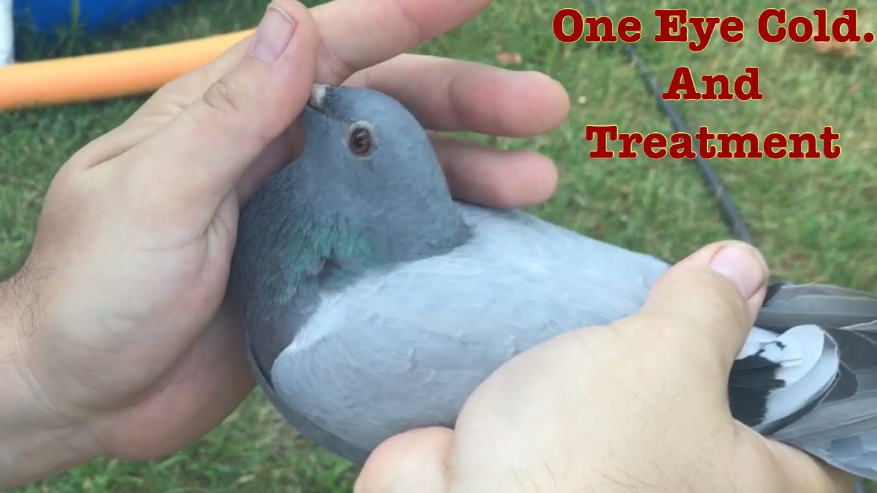 One eye cold and treatment options.