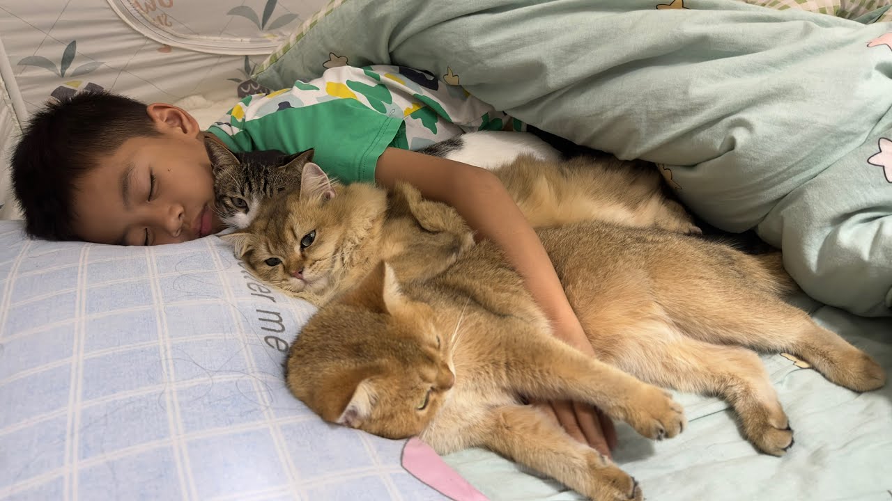 I want to join😂! The little boy and the cat sleep too well.Cute and funny animal video❤️