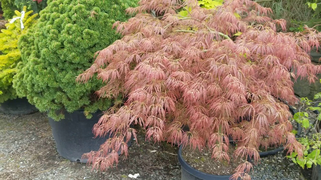 Japanese maples in Spring Color - Amazing Maples 4 may 18