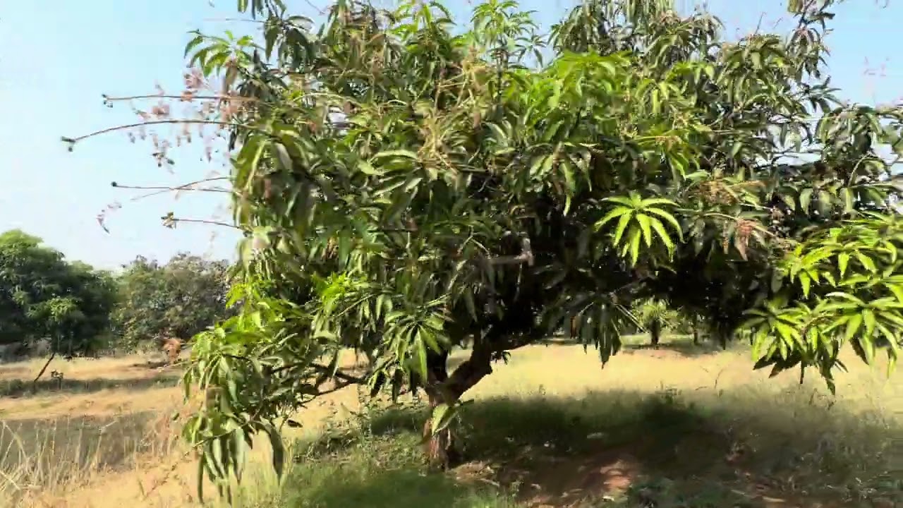 2000 Mangoes farm #ahmedabad #junagadh #india #balochistan #mango #mangoes #farming #farmlife 