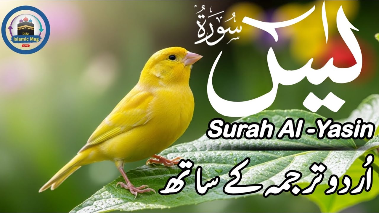 Surah Yasin (Yaseen) سورة يس | Beautiful & Heart Touching Voice || Islamic Mag Dua