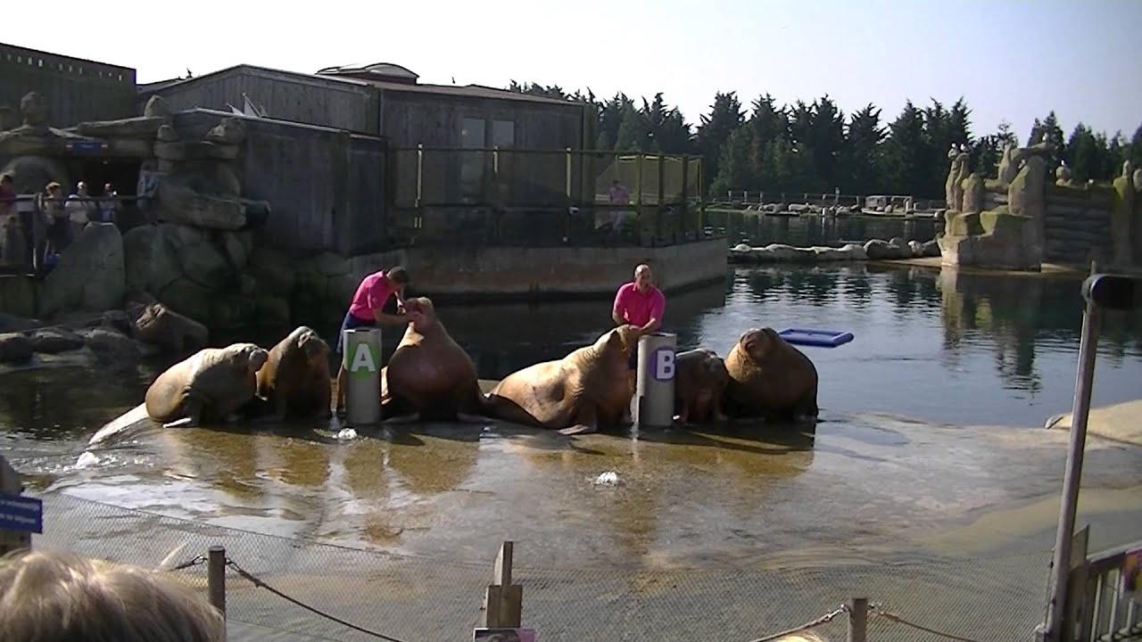 Dolfinarium walrussen show