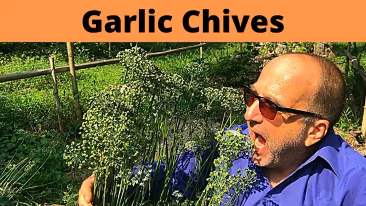 Garlic Chives - Grow and Eat 'Em - similarities and differences between Garlic Chives and Chives