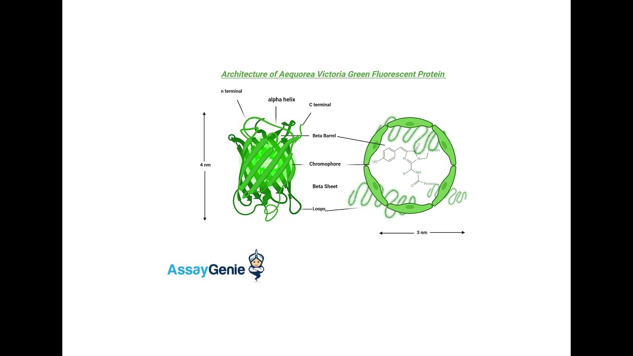 Choosing a Fluorescent Protein A Comprehensive Guide