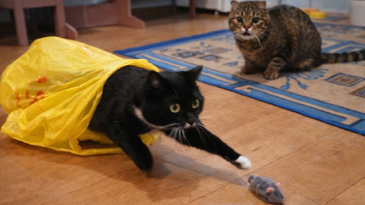 SHOCK! CAT IN A BAG PUTS ON A HILARIOUS SHOW 😹