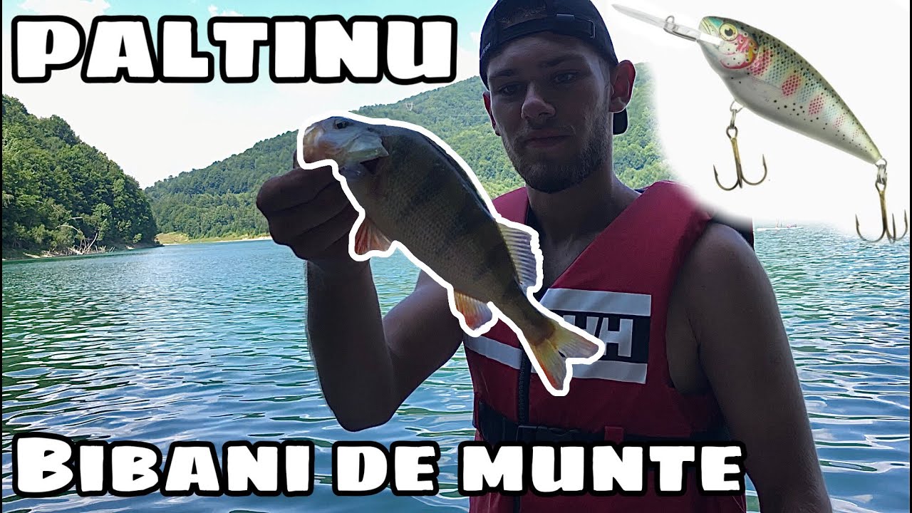 La PESCUIT de BIBAN pe Barajul Paltinu! 🌲🎣
