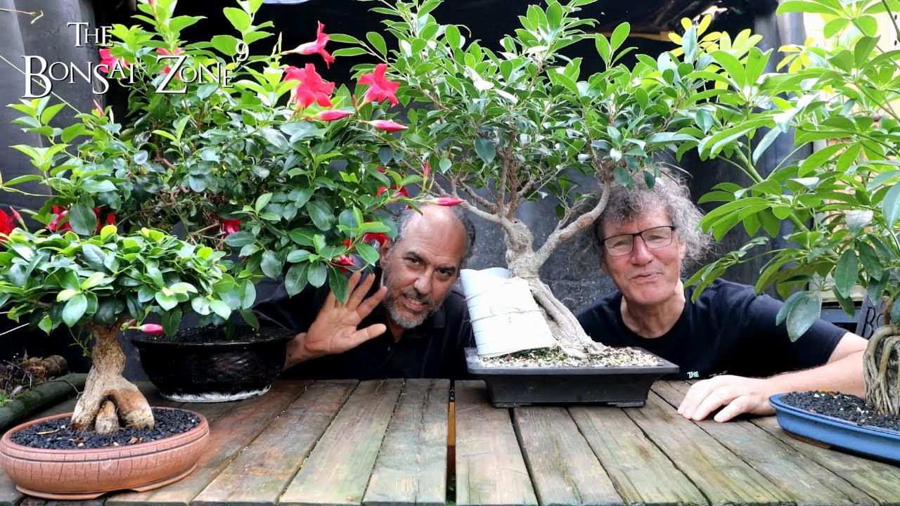 Возвращение фикуса с аукциона, The Bonsai Zone, сентябрь 2022 г.