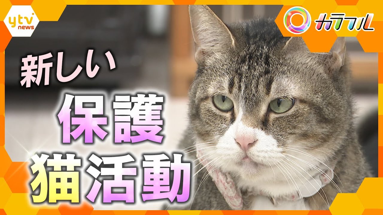“身を切らない”保護猫活動　家族に迎え入れる以外にできること【かんさい情報ネット ten./カラフル】