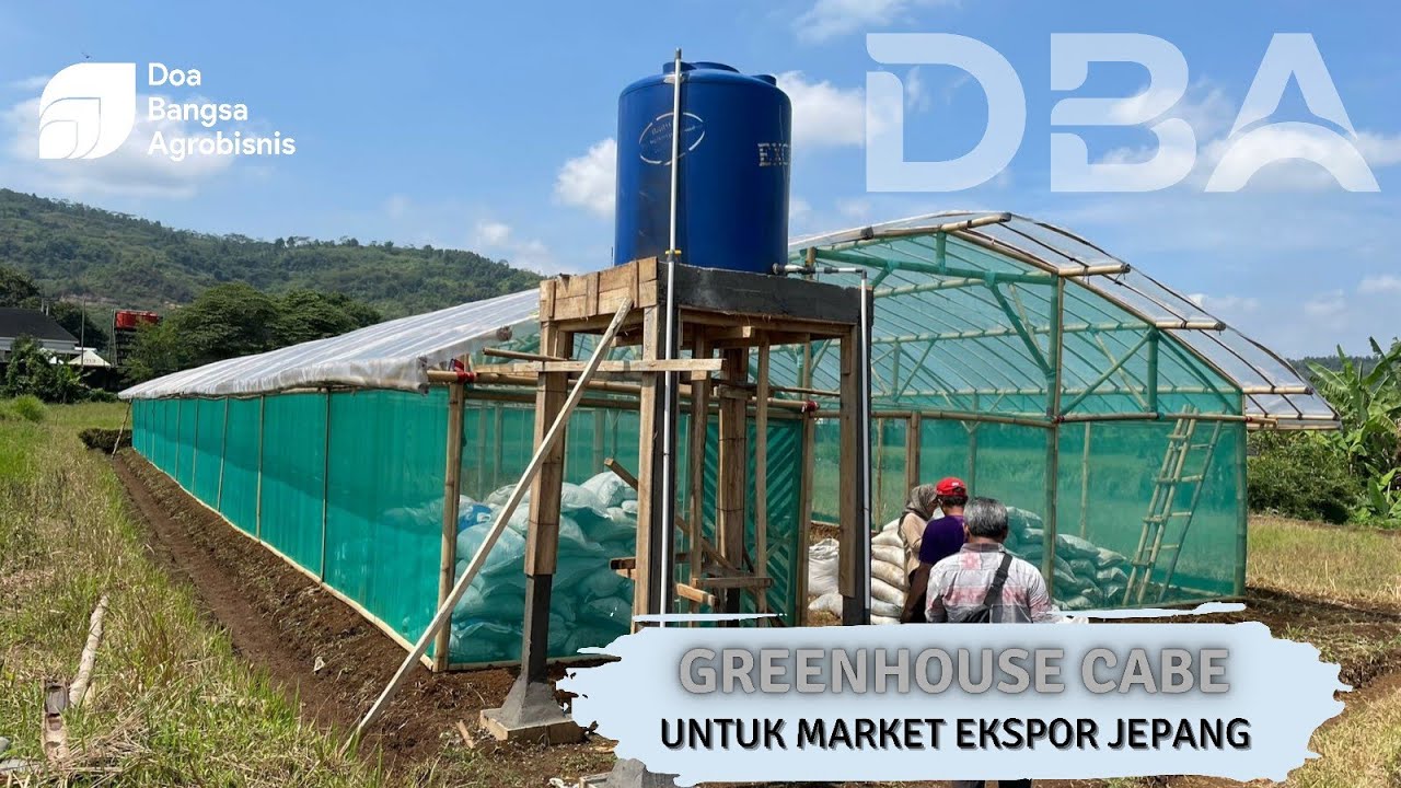 Pembuatan Media Tanam Untuk Budidaya Cabe Besar Sistem Greenhouse Tujuan Ekspor Jepang